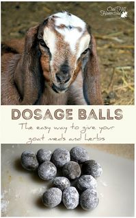 This is the easy way to give your goats herbal wormer, herbs or even medications: make dosage balls for your goats.