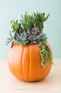 Succulent Arrangements for Your Table - My Tasteful Space