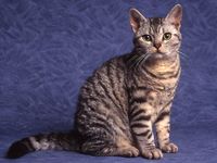 American Wirehair -All color patterns. People oriented. Slow maturing, keep kitten like attitude until 3 or 4 years old. Easily adapt to different situations.