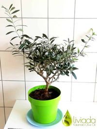 How To Grow Olive Tree Indoors - 20 Insightful Facts & Pictures