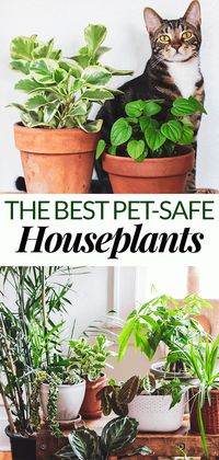 You can still fill your home with plants even if you have a dog or cat! Start with this list of the best pet friendly houseplants to keep your furry friends safe and to make your home beautiful.