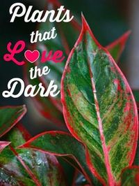 Indoor Plants That Love The Dark #Container_gardening