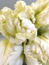 Sugar Parrot Tulips by Sugar Art Studio | Giovanna Smith