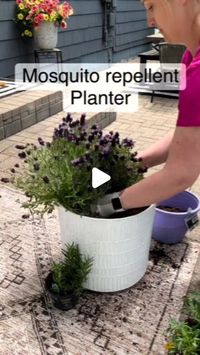 149K views · 6.8K likes | Healthy Herbs - Health Tips on Instagram: "Made a mosquito repellent planter for our patio. Great content by @simplypaintedwhite. Follow her for more amazing content like this!

I added:

1. Lavender : smells amazing and also contains linalool which is an ingredient in products used to control mosquitoes
2. Marigolds: have a distinct smell that repels mosquitoes
3. Rosemary: had a woodsy scent that keeps mosquitoes away

I found the planter and all plants @walmart. I planted the rosemary in the back and the marigolds and rosemary in front. I’ll keep you posted if it works!!!

#mosquitorepellent #gardening #gardeninspiration #gardeninspiration #gardenideas #gardendecor #gardeninspo #gardeninspiration #lavender"