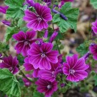 Hollyhock (Malva Sylvestris Mauritiana) - PerennialHollyhock (Malva Sylvestris Mauritiana) - From the Mallow family, this French Hollyhock will bloom the first year from flower seed. This very showy perennial with 2 - 3 inch lavender to purple blooms will put on a profuse display of color. It reaches 36 inches tall and nearly as wide. It is often a short-lived perennial, but it liberally drops its own flower seeds to continue producing the wonderful flowers year after year. It makes such a statement in the garden that all of your visitors will ask what it is. Heat and drought are not a problem for this perennial. Establishing Hollyhock from flower seeds is very rewarding. To get a jump start on the growing season, you can certainly sow Hollyhock seeds indoors or in the greenhouse 6 - 8 wee