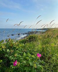 Sachuest Point in Rhode Island