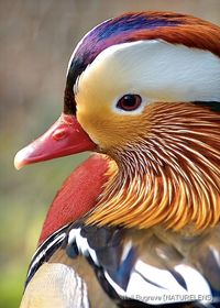 A medium-size perching duck native to the East Palearctic.