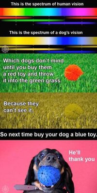 Keep in mind dog color vision (dogs are not colorblind, but they see fewer colors than humans)