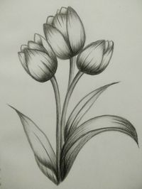 A flower drawing is a visual representation of a flower, typically created using various art mediums such as pencils, charcoal, pastels, paints, or digital tools. Flower drawings often capture the delicate beauty and intricate details of flowers, showcasing their unique forms, colors, and textures. They can be realistic or stylized, depending on the artist's style and intention.