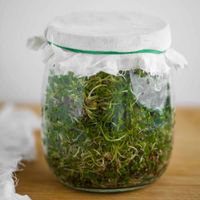 How to Grow Broccoli Sprouts (jar method)