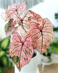 1. Caladium #decorhomeideas