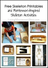 Free skeleton printables and Montessori-inspired skeleton activities to help any age of child learn about the bones of the body; printables and activities for classroom or home; activities for Halloween or a skeleton unit at any time of year