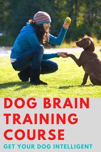 dog brain training course