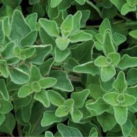 Greek Oregano - Herb Seed | Johnny's Selected Seeds