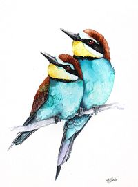 Bee-eaters watercolours illustrations on Behance