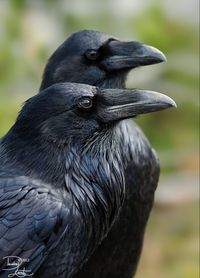 Corvus corax: One of the most intelligent bird species. They mate for life and live in pairs in a fixed territory.