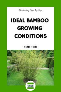 Explore the world of bamboo with our comprehensive guide. Whether you're looking to learn how to grow bamboo or seeking advice on bamboo care, we cover it all. Discover the best bamboo varieties suited for your garden and understand the difference between clumping vs. running bamboo. From planting tips to maintenance practices, we'll help you make your bamboo thrive.