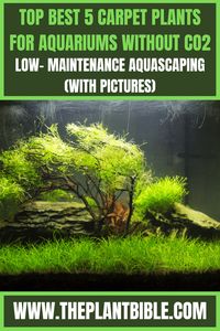 Some of the best plants for aquariums without C02 include Dwarf sagittaria, Java moss, Cryptocoryne parva, Staurogyne repens, and Micranthemum tweediei. Best 5 Carpet Plants for Aquarium #theplantbible #plantbible #plant #Best5CarpetPlantsforAquarium