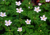 Anemone flaccida in Mt. Tsukuba plum garden 01 by autan, via Flickr