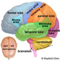 Brain Anatomy...TBI and CVA. Repinned by SOS Inc. Resources.  Follow all our boards at http://Pinterest.com/sostherapy for therapy resources.