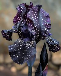 Midnight Star Iris