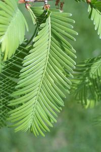 Dawn Redwood leaf.