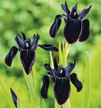 The Black Iris has deep indigo-violet flowers look almost black and stand above green narrow leaves. Ideal in borders, containers, and as cut flowers.