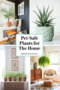 5 Pet Friendly Plants to green up your living space. Your furbabies and lovable pets are going to thrive in green environments without the toxins found in many indoor plants!