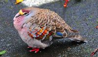 Common bronzewing