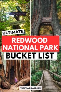 Redwood National Park is home to some of the tallest trees and most stunning landscapes. My guide provides the best things to do in Redwood National Park, perfect for a day trip or longer visit. Save this pin to plan your next West Coast road trip to the majestic Redwood Forest!