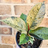 Get ready to moonwalk into the world of rare variegated beauties with the Ficus Elastica Shivereana. With its light green leaves and speckles of pinkish-orange, it's no wonder this rubber tree plant is also known as Moonshine. It's perfect for bringing some celestial charm to your home or office. Light: HighWater: Weekly*The plant is grown in a 105mm size pot.*Pot is not included - plants will be sent bare-rooted.