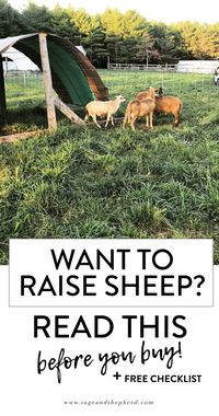 raising sheep sage and shepherd farm