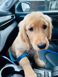 Golden retriever puppy in front seat of car