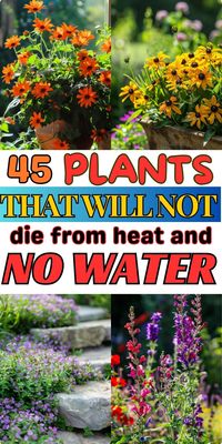 Transform your garden into a colorful oasis with 45 drought-tolerant flowering plants. These resilient blooms thrive in hot, dry conditions and need very little water to flourish. Perfect for creating a sustainable and vibrant garden. Learn how to make your garden thrive in challenging climates.