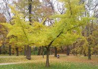 Ginkgo biloba 'Horizontalis' (Maidenhair Tree) is a small deciduous conifer adorned with a fairly flat canopy of horizontally spreading branches, densely covered with pretty, fan-shaped, green leaves. The foliage turns brilliant gold in the fall. This contributes to its exotic charm, as does its stark winter silhouette bristling with spiky buds. A moderate grower, 8-12 in. per year (20-30 cm), this Maidenhair Tree is graceful and attractive in all seasons. One of the most pollution-tolerant tree