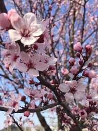 cherry blossom tree (my fav 🤭)