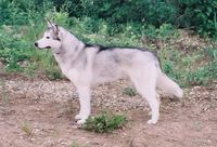 NorthWapiti Siberian Husky Kennels