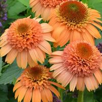 Echinacea 'Supreme Cantaloupe' - Coneflower - No other coneflower is the colour of ripe cantaloupe! Echinacea 'Supreme Cataloupe' is one unique cultivar!