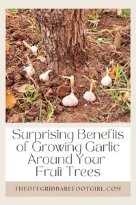 Surprising Benefits of Growing Garlic Around Your Fruit Trees - The Off Grid Barefoot Girl