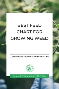 Feed your plants with the right nutrients at the right time. Check out our best feeding chart for growing weed to make sure you are on track.