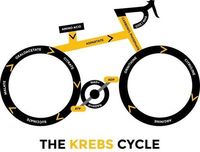 Krebs cycle!!!