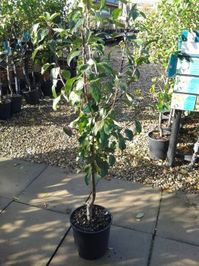 Best Advice For Growing Fruit Trees In Pots & Containers