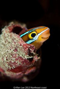 Playing hide and seek with my friends. Tube-Worm Blenny by Allen Lee(houpc), via Flickr