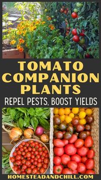 Wondering what to plant with tomatoes? Try these tomato companion plants! This post will teach you about the best tomato companion plants, including their unique benefits for natural garden pest control and increased yields! Also get garden layout tips on how to companion plant (aka interplant or intercrop) tomatoes with herbs, flowers and vegetables in your raised garden beds or containers. Finally, learn what plants NOT to plant with tomatoes (what crops don't grow well with them).