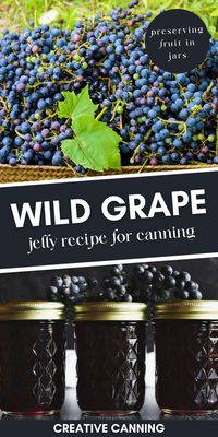 Wild Grape Jelly Recipe: Jelly Recipes for Canning - If you're foraging wild grapes by the basketful this fall, a batch of homemade jelly is the best way to preserve grapes. There are a lot of wild grape recipes to try, but this recipe for wild grape jelly comes out on top. It's one of the easiest ways to preserve fruit in jars. Make this wild grape jelly with pectin fruit canning recipe. You'll love these fruit preserves!