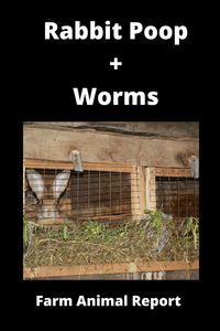 Bunny Worms / Rabbit Poop / Worms **Recycling Poop** 2