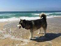 Whoever said beaches were just for humans was very wrong! Although all dogs must have their owner in attendance, they're free to roam, play, and enjoy the sand and water as much as any person would. They only need to stay on a leash until they've reached the beach.