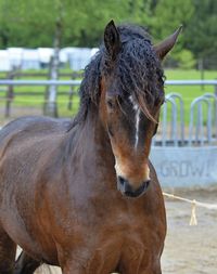 The American Bashkir Curly - COWGIRL Magazine