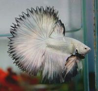 BETTA: Silver Dragon