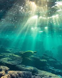 The water is warm, calm, and offers great visibility, and the Ningaloo Reef is only 100-200m away from the beach. Coral Bay is a small coastal settlement, western Australia